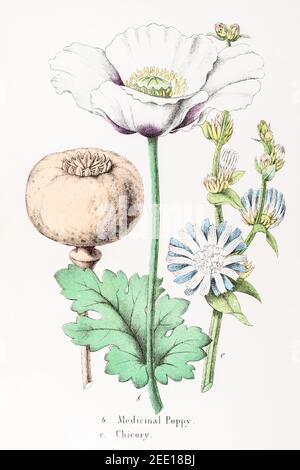 Illustration botanique victorienne du XIXe siècle restaurée numériquement du Poppy médicinal / Papaver somniferum & chicory / Cichorium intybus. Voir les remarques. Banque D'Images