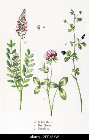 Illustration botanique victorienne du XIXe siècle restaurée numériquement de Clover rouge et jaune, et Sainfoin / Onobrychis viciifolia. Voir les remarques. Banque D'Images