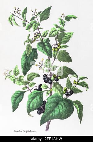 Illustration botanique victorienne du XIXe siècle restaurée numériquement de l'ombre de nuit du jardin, de l'ombre de nuit noire / du nigum de Solanum. Voir les remarques. Banque D'Images