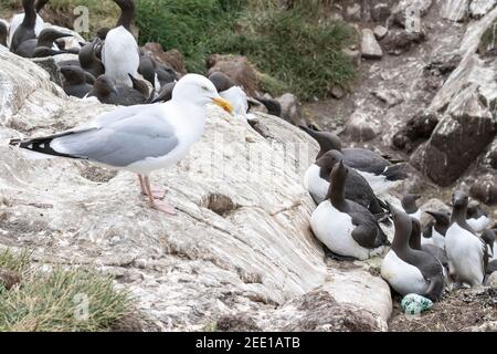 Goéland à harengs européen, Larus argentatus, adulte se tenant près des marmettes communes sur la falaise, Angleterre, Royaume-Uni Banque D'Images