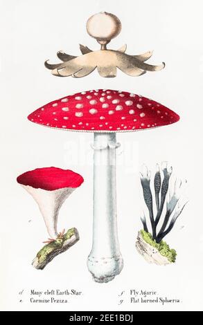 Illustration victorienne du XIXe siècle restaurée numériquement de Earth Star, Fly agaric, Carmine peziza et Sphaeria. Consultez les notes pour obtenir des informations sur la source et le processus. Banque D'Images