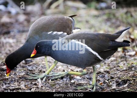 Une paire de Moorhens UK; Common Moorhen UK, Gallinula chloropus - une paire vue se nourrissant du côté, Suffolk UK Banque D'Images