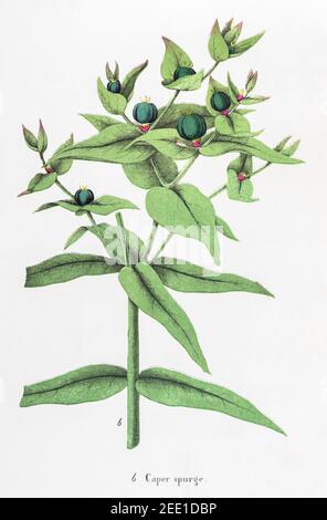 Illustration botanique victorienne du XIXe siècle restaurée numériquement de l'Euphorbia lathyris. Consultez les notes pour obtenir des informations sur la source et le processus. Banque D'Images