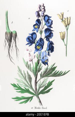 Illustration botanique victorienne du 19ème siècle restaurée numériquement de Monk's Hood, Monkshood / Aconitum napellus. Consultez les notes pour obtenir des informations sur la source et le processus Banque D'Images