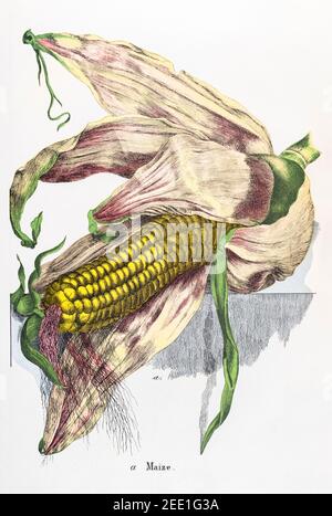 Illustration botanique victorienne du maïs, Sweetcorn / Zea mays, restaurée numériquement au XIXe siècle. Consultez les notes pour obtenir des informations sur la source et le processus. Banque D'Images