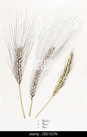 Illustration botanique victorienne du XIXe siècle restaurée numériquement des céréales d'orge, de Bere et de Rye. Consultez les notes pour obtenir des informations sur la source et le processus. Banque D'Images