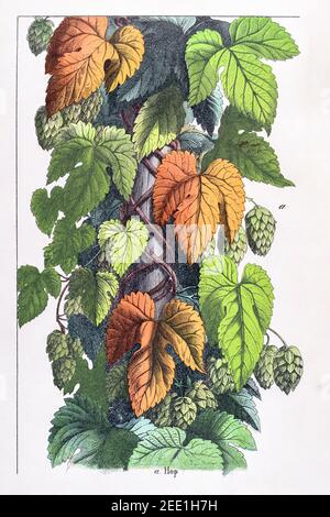 Illustration botanique victorienne du XIXe siècle restaurée numériquement de houblon / Humulus lupulus. Ancienne plante médicinale Voir les notes pour les informations sur la source et le processus Banque D'Images