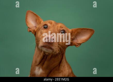 Podenco Andaluz Spagna Hunting Dog Portrait sauvé Banque D'Images