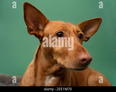 Podenco Andaluz Spagna Hunting Dog Portrait sauvé Banque D'Images