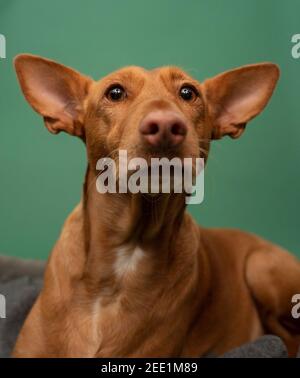 Podenco Andaluz Spagna Hunting Dog Portrait sauvé Banque D'Images