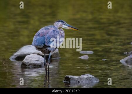 Un grand héron bleu (Ardea herodias) qui traque des poissons dans un ruisseau au début de l'automne. Banque D'Images