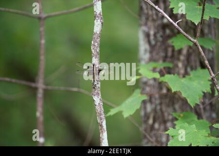 Libellule femelle de la veuve Skimmer (Libellula luctuosa) perchée sur une branche d'arbre. Banque D'Images