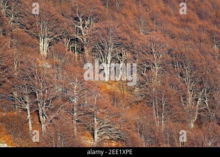 Bois en automne dans le Parc National des Abruzzes, Latium et Molise, Italie Banque D'Images