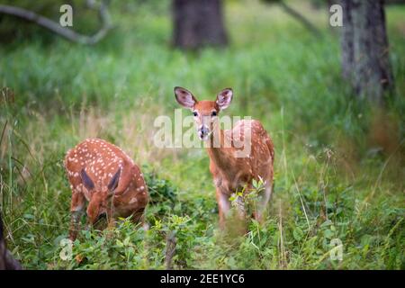 Le cerf de Virginie se fourragère dans la brousse près du terrain de camping de Big Meadows au parc national de Shenandoah, en Virginie. Banque D'Images