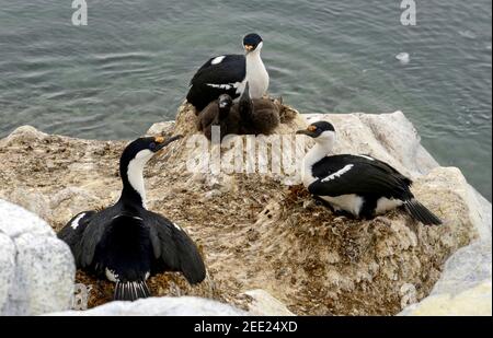 Trois chags antarctiques (cormorans à yeux bleus, chags impériaux) assis sur des nids avec des poussins, île Cormorant, Arthur Harbour, Palmer Station Antarctique Banque D'Images