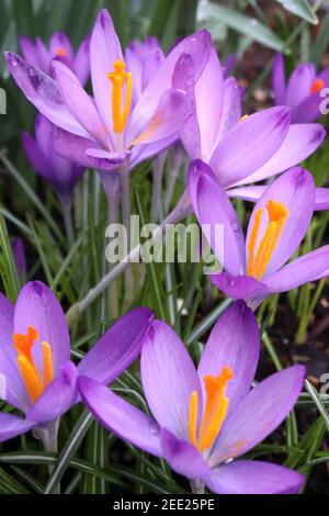 Crocus tommasinianus ‘Violet de Whitewell’ début Crocus – fleurs blanches et pourpres avec tiges blanches, février, Angleterre, Royaume-Uni Banque D'Images