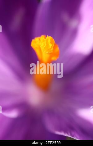 Crocus vernus ‘Flower Record’ Crocus Flower Record – stamen jaune de crocus violet, février, Angleterre, Royaume-Uni Banque D'Images