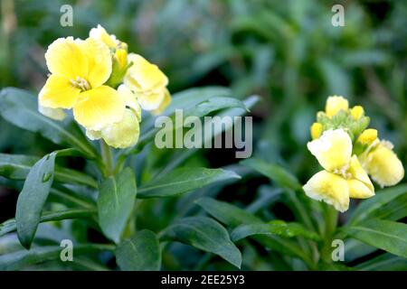 Erysimum cheiri ‘Sugar Rush Primrose’ Sugar Rush Primrose wallflower – amas de fleurs jaunes qui s'estompent en blanc, février, Angleterre, Royaume-Uni Banque D'Images