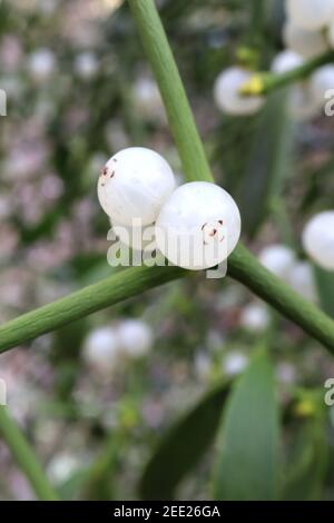 Viscum album Mistletoe – baies blanches croisant des branches vertes, février, Angleterre, Royaume-Uni Banque D'Images