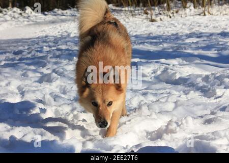 Spitz finlandais jouant dans la neige Banque D'Images