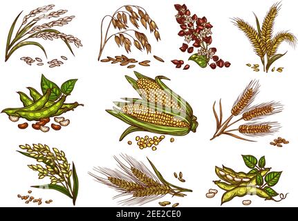 Ensemble de vecteurs de céréales et de plantes céréalières. Symboles isolés des oreilles de blé et de seigle, des graines de sarrasin et du millet d'avoine ou d'orge avec la feuille de riz. Agriculture har Illustration de Vecteur