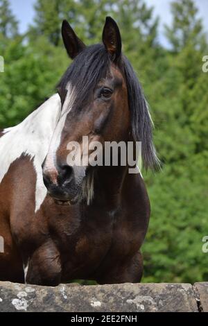 Cheval brun et blanc dans UN champ - North York Moors - Royaume-Uni Banque D'Images