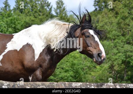 Cheval brun et blanc dans UN champ - Mane balayée par le vent / Hair - North York Moors - Royaume-Uni Banque D'Images