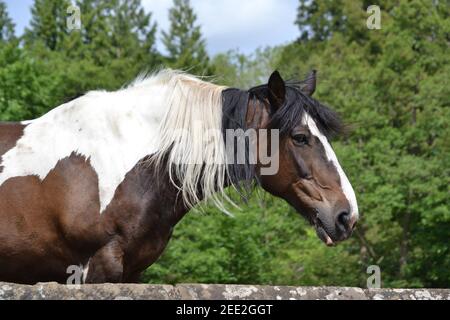 Cheval brun et blanc dans UN champ - North York Moors - Royaume-Uni Banque D'Images