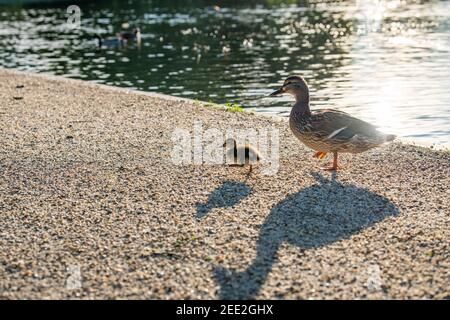 Une malard femelle et son caneton marchent à côté d'un étang dans la lumière du matin tôt, créant de longues ombres. Constitution Gardens est un parc à laver Banque D'Images