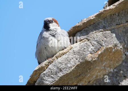 Maison d'épagnement (Passer domesticus) mâle perché sur un toit de chalet près de l'entrée de son nid sous de vieux carreaux, Lacock, Wiltshire, Royaume-Uni, mai. Banque D'Images