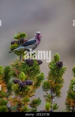 Clark's Nutcracker, Nucifraga columbiana, récolte du pin blanc, Pinus albicaulis, graines provenant de cônes dans le parc national Banff, Alberta, Canada Banque D'Images