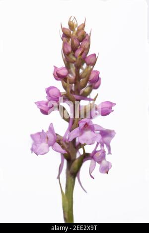 Orchidée parfumée à la craie (Gymnadenia conopsea) floraison sur fond blanc, plaine de Salisbury, Wiltshire, Royaume-Uni, mai. Banque D'Images