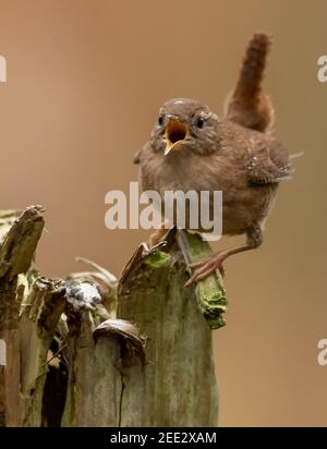 Jenny Wren Banque D'Images