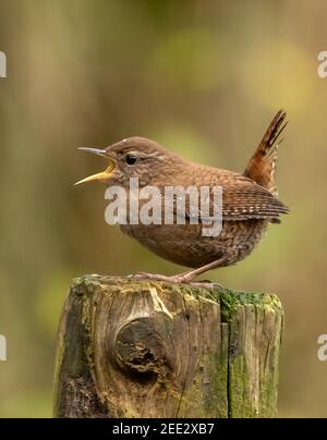 Jenny Wren Banque D'Images