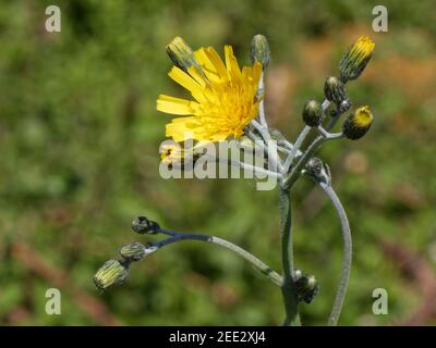 Herbacée tachetée (Hieracium spilophaeum / Hieracium maculatum agg.) floraison de souche sur une pente de prairie à craie, Bath et dans le nord-est du Somerset, au Royaume-Uni. Banque D'Images