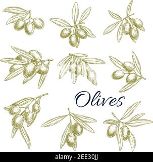 Ensemble d'icônes isolées d'esquisse de vecteur d'olives. Des branches d'olives vertes ou noires fraîches récoltent. Symboles pour l'étiquette de produits d'huile d'olive extra vierge ou italien Illustration de Vecteur