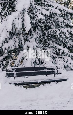 banc recouvert de neige devant un pin recouvert de neige Banque D'Images