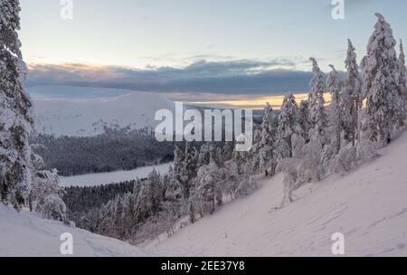 Forêt enneigée et coquillages en Laponie finlandaise Banque D'Images