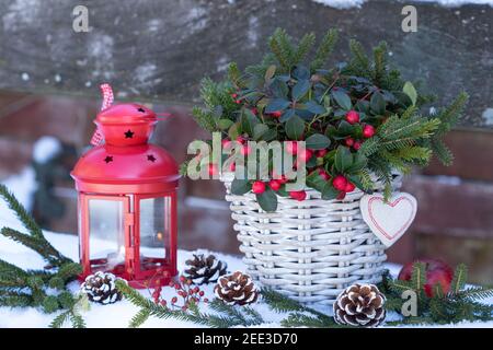 gaultheria procumbens dans le panier et lanterne rouge comme jardin d'hiver décoration Banque D'Images