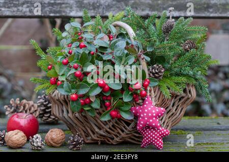 gaultheria procumbens et branches de sapin dans le panier comme jardin d'hiver décoration Banque D'Images