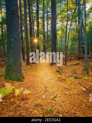 Le soleil se couche à travers les arbres de la réserve naturelle de Robinson Woods à Cape Elizabeth, Maine Banque D'Images