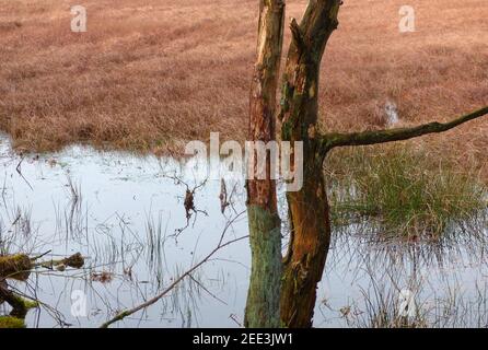 Tronc d'un arbre à feuilles caduques devant un fen. Partie de la plus grande lande humide d'Europe occidentale : le parc national de Dwingelderveld. Banque D'Images