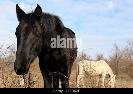 Couple de chevaux blancs et noirs qui paissent ensemble sur un pâturage dans la forêt et qui mangent de l'herbe sèche. Paysage rural pittoresque par temps froid Banque D'Images