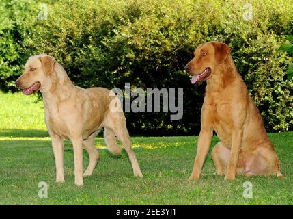 Portrait de deux chiens de chasse de Chesapeake Bay à l'effigie d'un garez une pelouse fraîche Banque D'Images