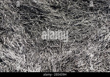 Contexte des cendres de l'holocauste de l'herbe. Les cendres des végétaux sur le terrain après l'incendie a brûlé. Banque D'Images