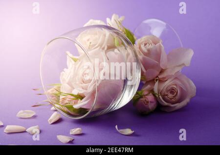 Bannière romantique créative avec une douce composition de roses de couleur lilas dans le verre à vin sur fond violet. Banque D'Images