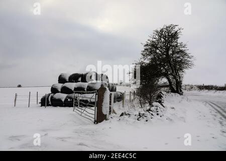 Enrouleur de fourrage couvert de neige dans le district de Derbyshire Peak Banque D'Images