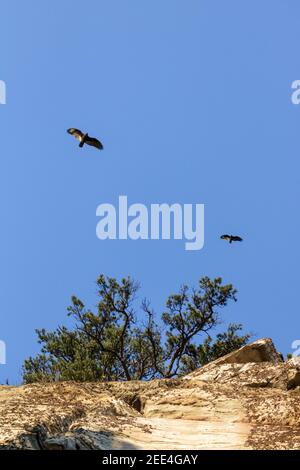 Oiseaux en vol au-dessus de Pilot Mountain, Caroline du Nord Banque D'Images