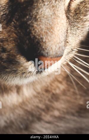 Gros plan sur le nez des chats gris Banque D'Images