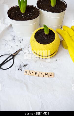 Transplantées de jacinthes bulbes dans de nouveaux pots, sur le fond des outils de jardinage, gants jaunes. Lettrage à ressort Banque D'Images